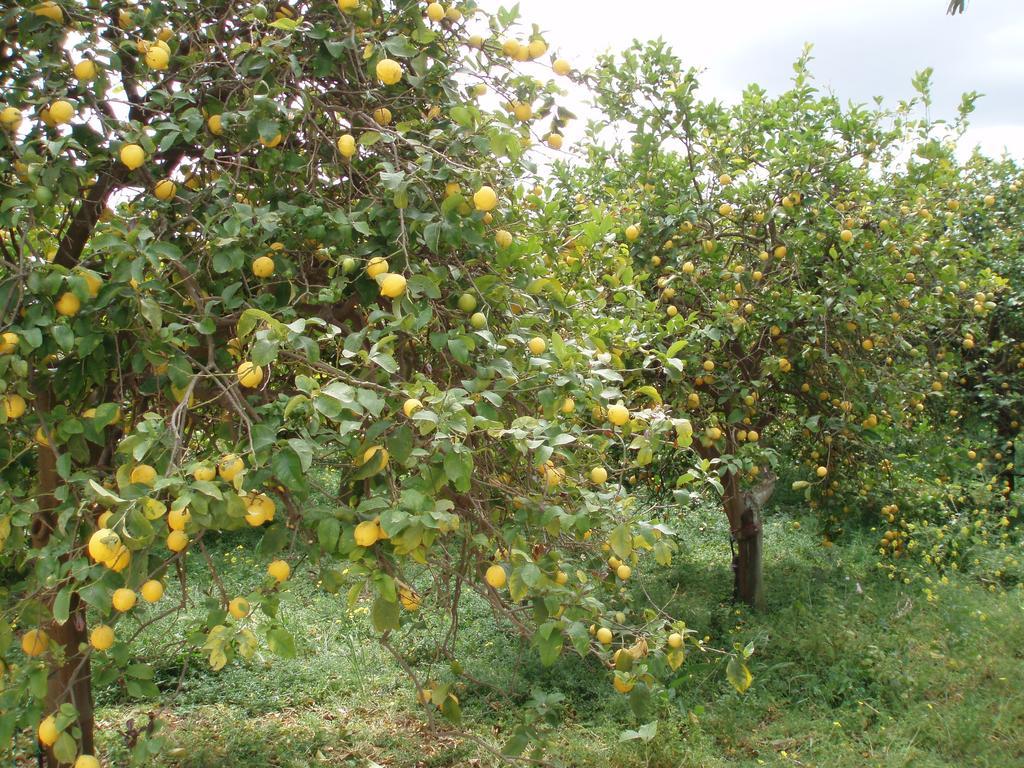 B&B Il Giardino Di Sicilia Case Monterosso Zewnętrze zdjęcie